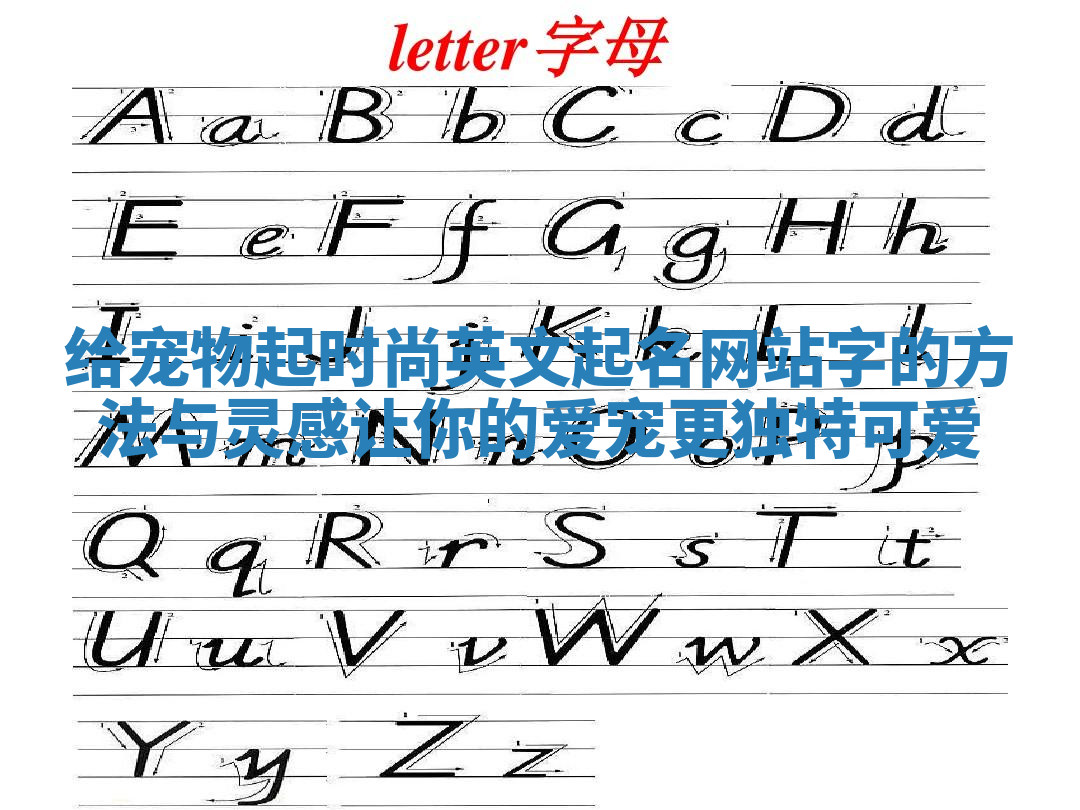 给宠物起时尚英文起名网站字的方法与灵感让你的爱宠更独特可爱 给宠物起时尚英文起名网站字的方法与灵感让你的爱宠更独特可爱